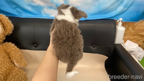 成約済の兵庫県のチワワ(ロングコート)-327021の7枚目
